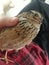Small Coturnix Quail is confused about being held