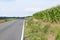 small countra road along high corn field