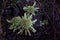 Small cow parsnip plant flowers