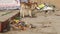 Small cow standing by garbage at street in Varanasi.