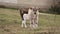 Small cow walking to camera on the meadow.