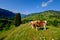 Small cows herd grazing at the Alpine meadow