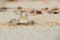 Small crab on beach sand close up