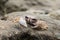 Small crab with huge eyes on a stone near a sea