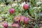 Small cranberry Vaccinium oxycoccos, reddish berries