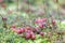 Small cranberry Vaccinium oxycoccos, reddish berries