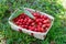 Small crate with cherries in the garden