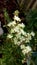 Small Cream-colored Aromatic Flowers of the Henna Tree