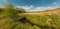 Small creek, birch tree, reeds, blue sky, clouds