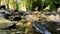 Small Creek and Dry Autumn Leaves