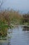 A small creek filled with green water plants and flowering rushes