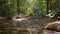 Small creek flowing in the australian bush