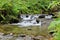 a small creek in the forest in summer