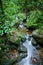 Small Creek in the Monteverde cloud forest, Costa Rica