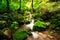 Small creek in a mossy forest