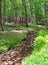 Small Creek in Pilot Mountain State Park