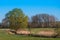 Small creek with Reed belt on a meadow with tree group in the background