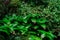 small creeper of some green and reddish branches having small closed buds of flowers