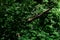 small creeper of some green and reddish branches having small closed buds of flowers