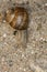 A small creeping snail with a house on the back, view from above