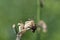 Small cricket on withered iris flower