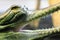 Small crocodile, aligator (gavial)