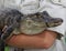 Small crocodile at a reptile show