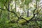 A small crooked tree grows on moss-covered stones in a pine forest on a evening at sunset