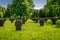 Small cross gravestones in a row