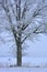 Small cross under big tree. Lithuania nature