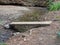 Small crossing plank in woods across creek