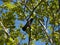 Small crow standing on a branch