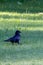 small crow in summer lawn with dappled light