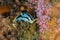 A small Crowned nudibranch Polycera capensis on the reef.