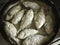 Small crucian carp in flour fried in a pan