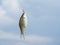 A small crucian fish caught on a hook for a bait from an earthworm