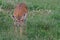 Small cub spotted deer