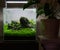 Small cubic aquascaped aquarium with live plants