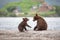 Small cubs playing on the lake