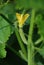 Small cucumber/cuke and flower