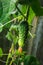 Small cucumber on the lash in a greenhouse on a farm