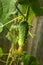 Small cucumber on the lash in a greenhouse on a farm