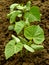 Small cucumber plants