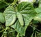 Small cucumber in the vegetable-garden