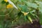 Small cucumbers grow in garden and bloom. Tied with white tape, agriculture