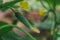 Small cucumbers grow in a greenhouse. Gherkins with flowers close-up. Vegetable crops.