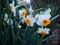 Small Cup Daffodil flowers orange and white beautiful lovely macro up close. Narcissus, genus of predominantly spring perennial pl