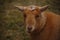 Small, cure short hair brown sheep with eyes staring into the camera