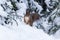 A small and curios Red squirrel Sciurus vulgaris looking for some food in snow in winter wonderland in Estonian boreal forest