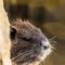 Small curious coypu looking from behind the stone